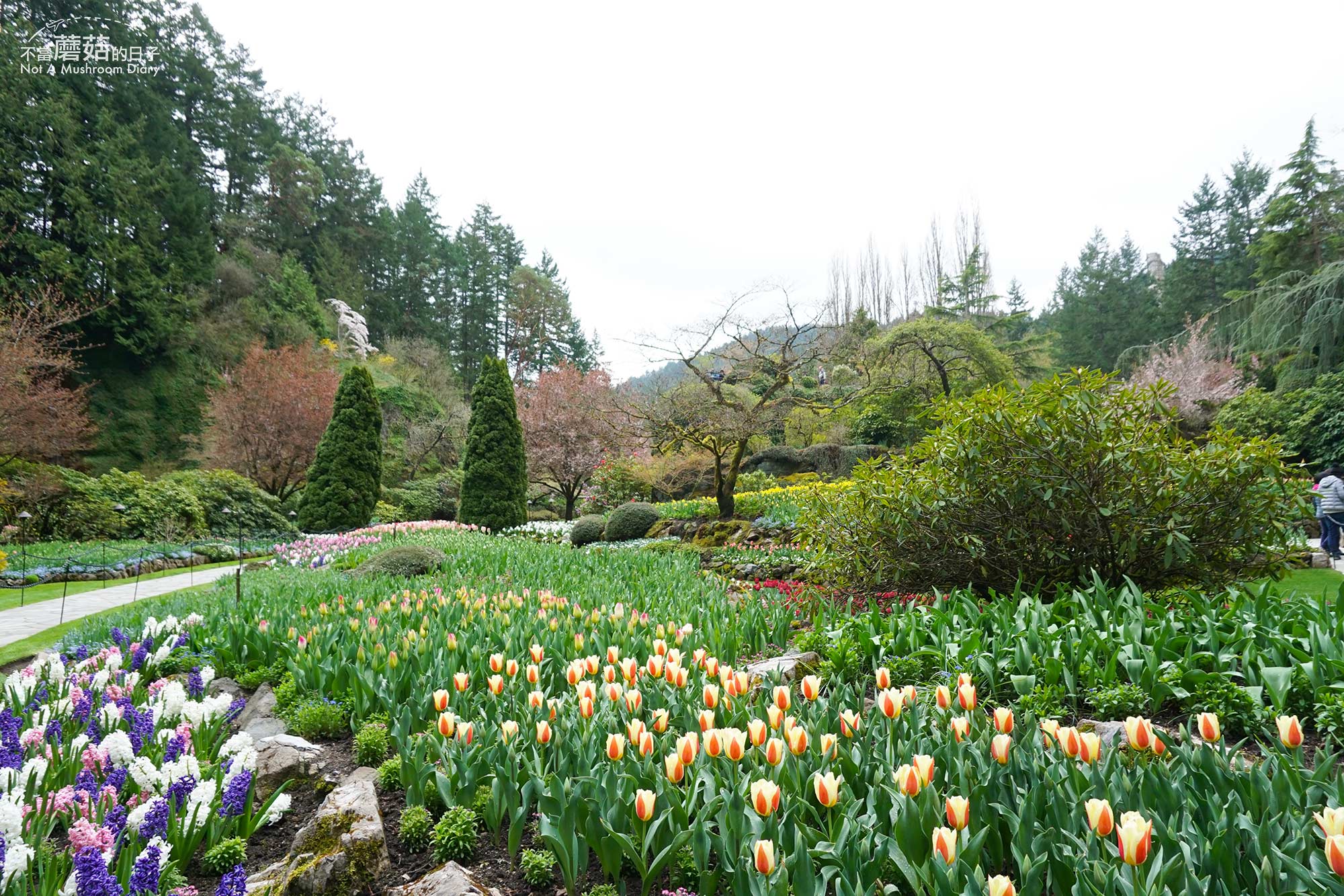 溫哥華島｜溫哥華的後花園－布查花園Butchart Garden-不當蘑菇的日子